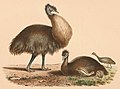 Emus label QS:Len,"Emus" label QS:Lpl,"Emu"