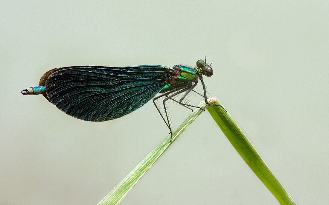 Calopteryx virgo