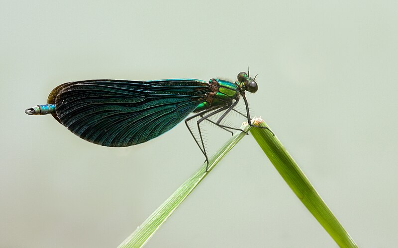 File:Beautiful Demoiselle Calopteryx virgo.jpg