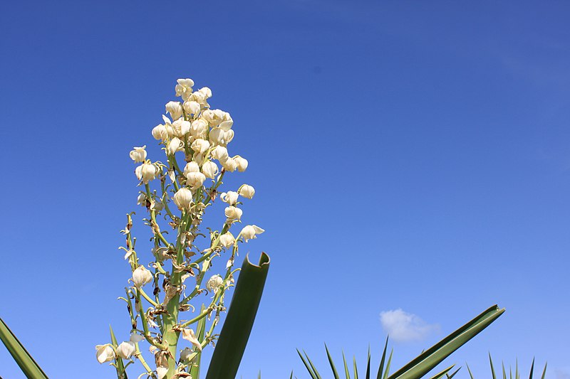 File:Beauty in White.jpg