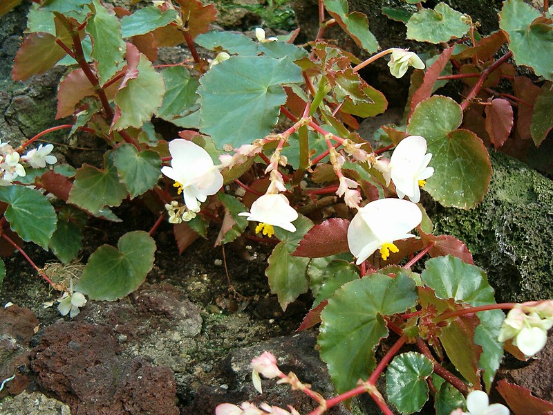 File:Begonia wrightiana HabitusFlowers BotGardBln0906a.JPG