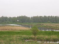 Biesbosch wetlands. Biesbosch wetlands.jpg