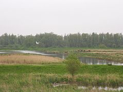 Roselière, prairies et saulaies, paysage typique du Biesboch