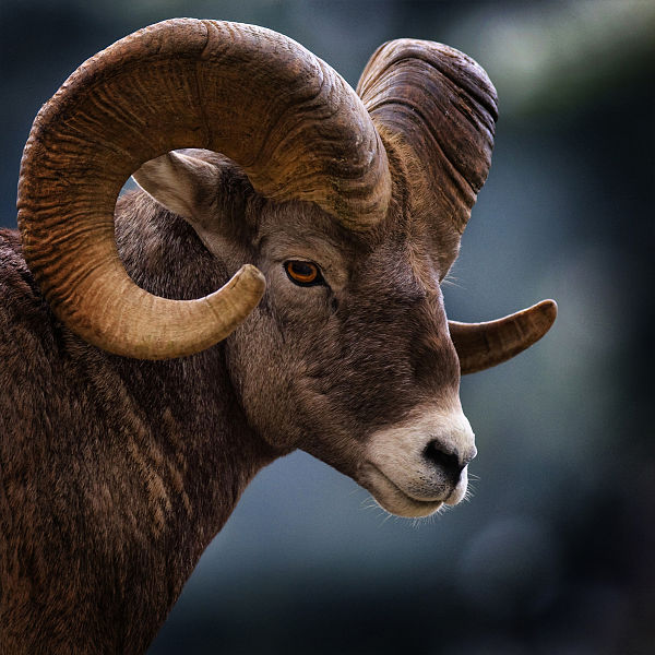 The largest population of Rocky Mountain bighorn sheep (Ovis canadensis canadensis) outside the Rocky Mountains lives within the CMRNWR.