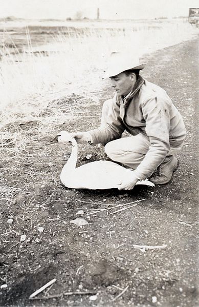 File:Big game field trip swan, circa 1948 (6478686441).jpg