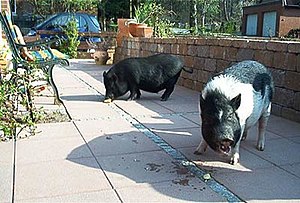 Minischwein: Geschichte, Medizinische Forschung, Hanford Miniature Swine