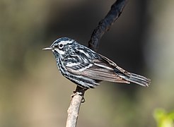 Mniotilta varia (black-and-white warbler), male