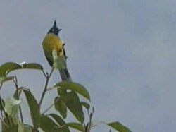 File:Black-crested Bulbul.ogv