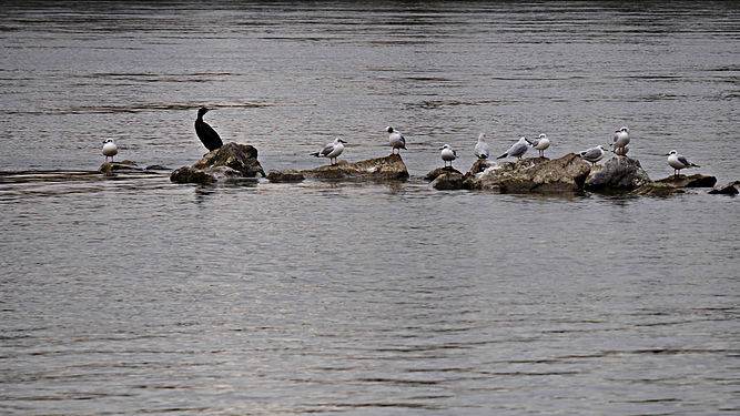 Kormoran unter Möwen an der winterlich schönen grauen Donau