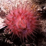 Anemona marina
