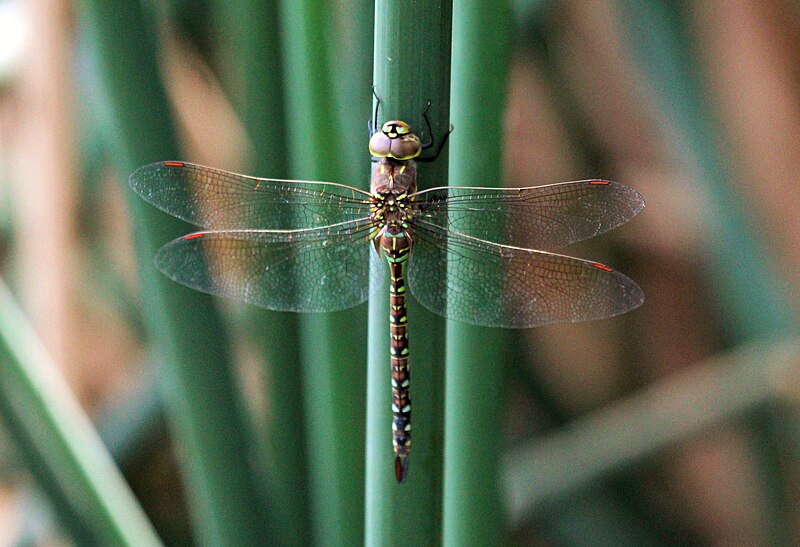 File:Blue-eyed darner female - 51373445037.jpg