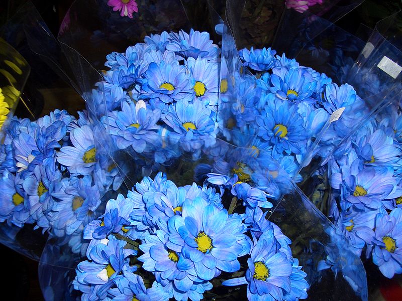 File:Blue flowers (undetermined species).jpg