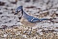 * Nomination: Blue Jay, Housatonic Valley Wildlife Management Area, New Lenox, Massachusetts, USA--Pdanese 18:55, 2 October 2023 (UTC) * Review There is a halo around the beak. --C messier 20:14, 10 October 2023 (UTC)