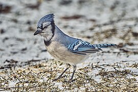 Blue jay