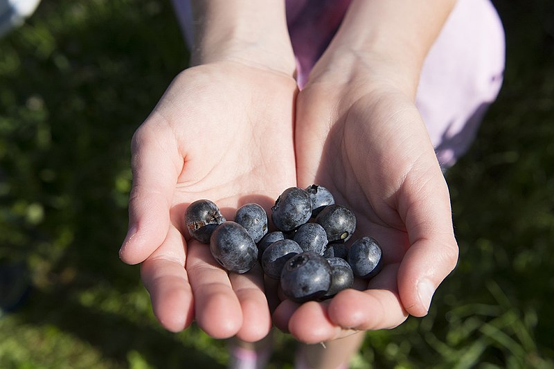 File:Blueberry Picking (125267747).jpeg