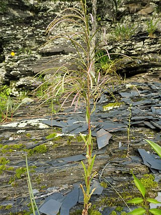 <i>Borodinia missouriensis</i> Species of flowering plant