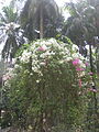 Double color bougainvillea with white and purple color in same plant, kerala, India