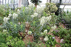 Boraginaceae - Echium decaisnei - 1.jpg