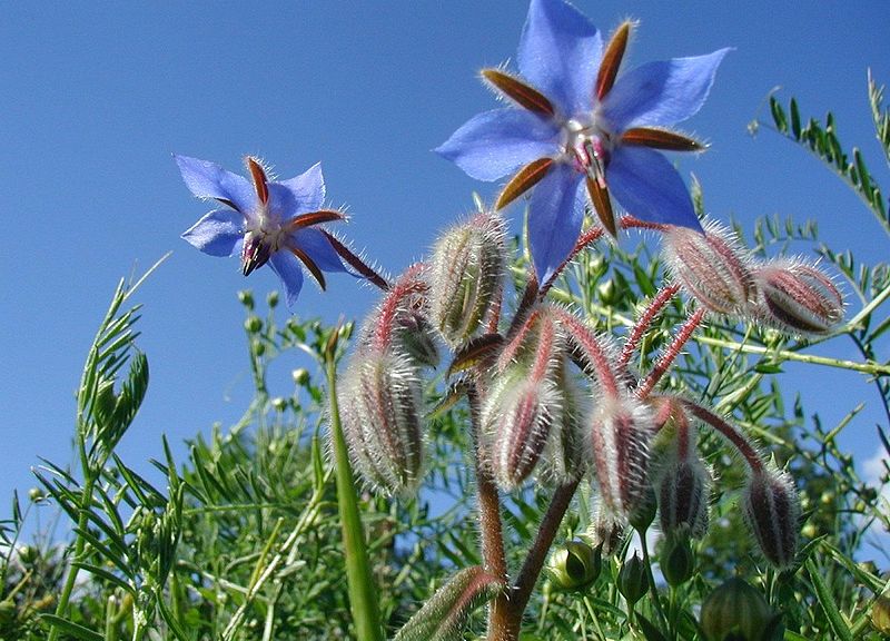 File:Borago-officinalis-flowers.JPG