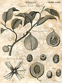 Botany plate 124 britannica 5th edition 1817 engraved by William Miller for William Archibald.jpg