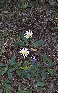 <i>Brachyscome decipiens</i> Species of flowering plant