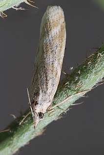 <i>Bradyrrhoa gilveolella</i> Species of moth