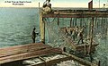 Brailing salmon from a fish trap, Hood Canal, Washington, ca 1914 (INDOCC 283).jpg