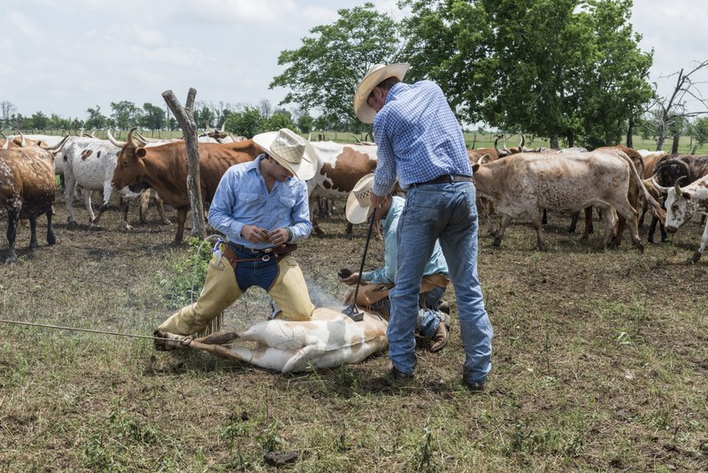 File:Branding day for heifers at the 1,800-acre Lonesome Pine Ranch, a working cattle ranch that is part of the Texas Ranch Life ranch resort near Chappell Hill in Austin County, Texas LCCN2014631975.tif