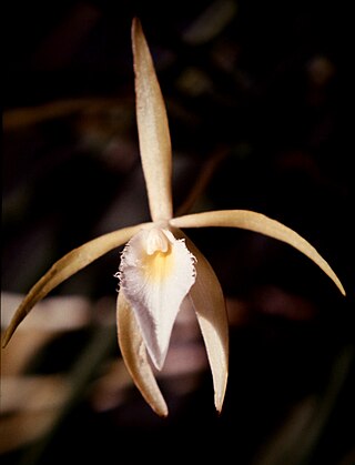 <i>Brassavola martiana</i> Species of orchid