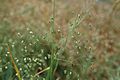 close-up of spikelets