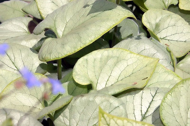 File:Brunnera macrophylla Looking Glass 2zz.jpg