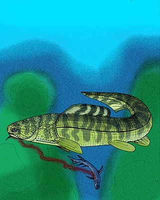 <i>Buchanosteus</i> Extinct genus of fishes