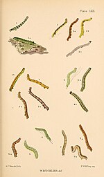 Laspeyria flexula – Raupe