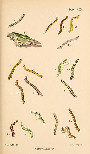 File:Buckler W The larvæ of the British butterflies and moths PlateCXXI.jpg