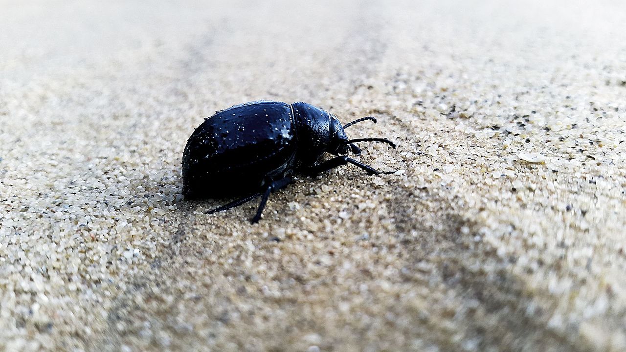 Bug on the sand.jpg