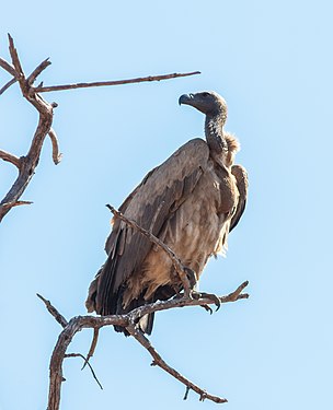 White-backed vulture (Gyps africanus), Chobe National Park