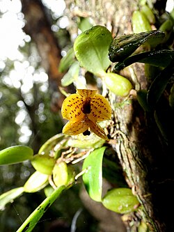 Bulbophyllum analamazoatrae 58951133.jpg