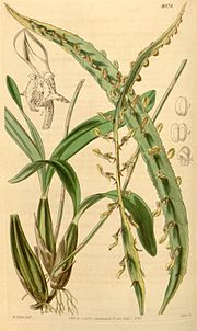 Bulbophyllum maximum için küçük resim