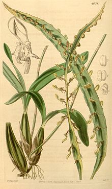 Bulbophyllum maximum(as Megaclinium maximum) - Curtis' 69 (N.S. 16) pl. 4028 (1843).jpg