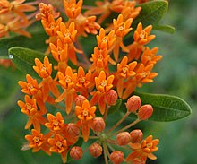 Bickelhaupt Arboretum Butterfly Weed Flower and Bud Closeup 2408px.jpg