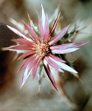 <i>Carlina lanata</i> Species of plant