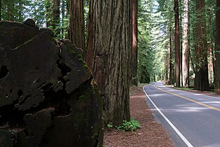 CA 254 (Avenue of the Giants)