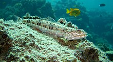 The coloration of the Variegated lizardfish can vary depending upon its surroundings.