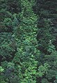 CSIRO ScienceImage 1593 Rainforest Canopy.jpg