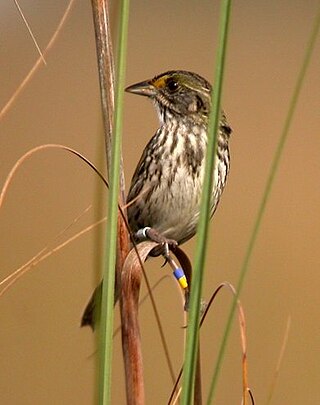 <span class="mw-page-title-main">Cape Sable seaside sparrow</span> Subspecies of bird