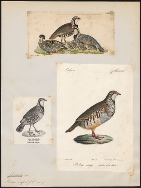 File:Caccabis rufa - 1700-1880 - Print - Iconographia Zoologica - Special Collections University of Amsterdam - UBA01 IZ17100295.tif