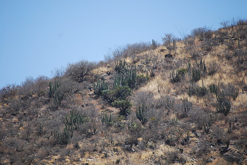 File:CactusonPeñamiller2.JPG