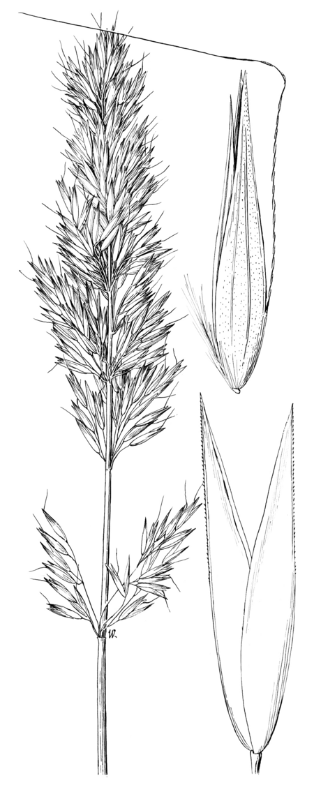 Tập_tin:Calamagrostis_tweedyi_HC-1950.png