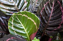 Calathea roseopicta Royale 1zz.jpg