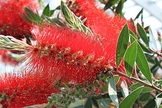 Fortune Salaire Mensuel de Callistemon Macropunctatus Combien gagne t il d argent ? 10 000,00 euros mensuels